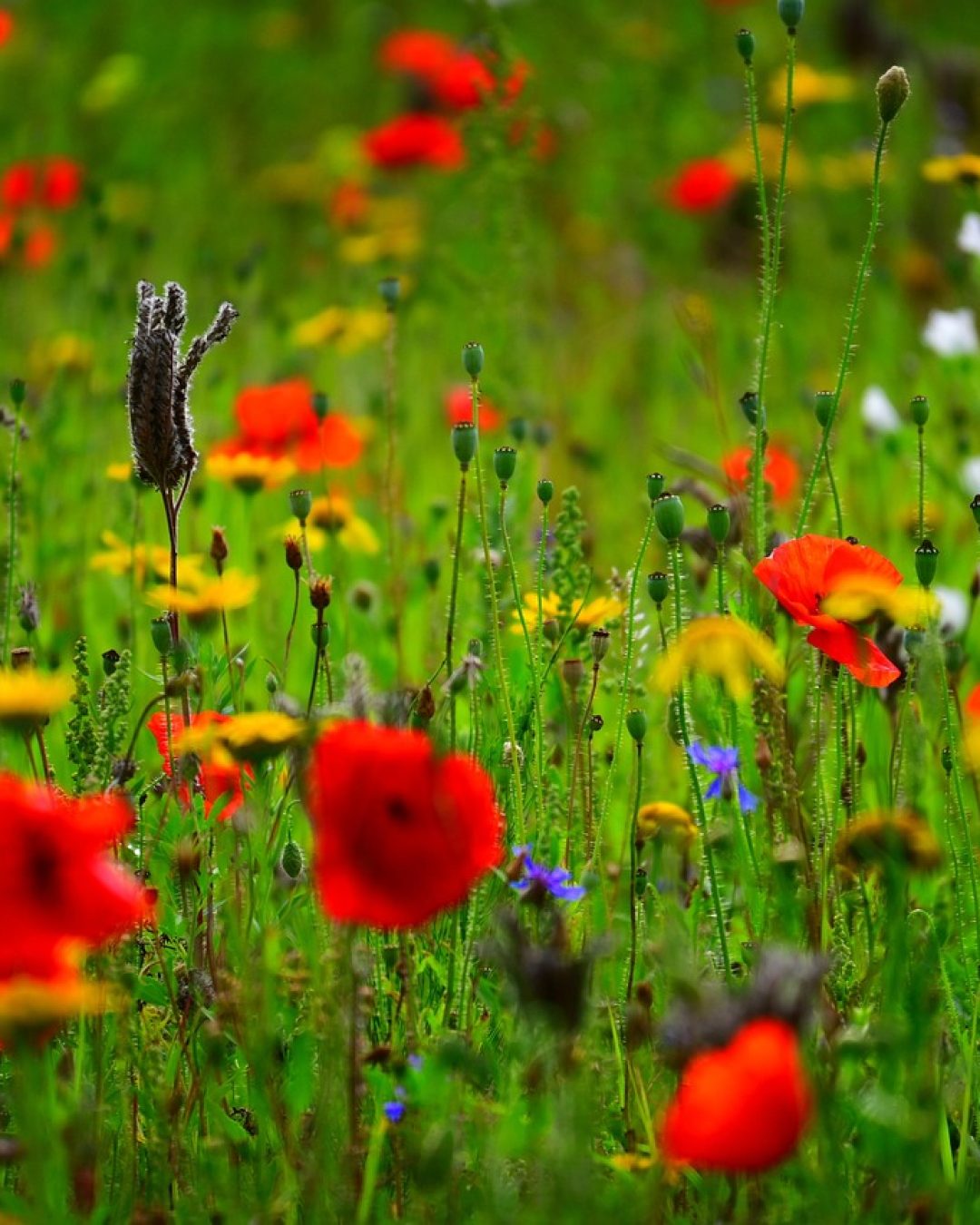 flowers-8148646_1280